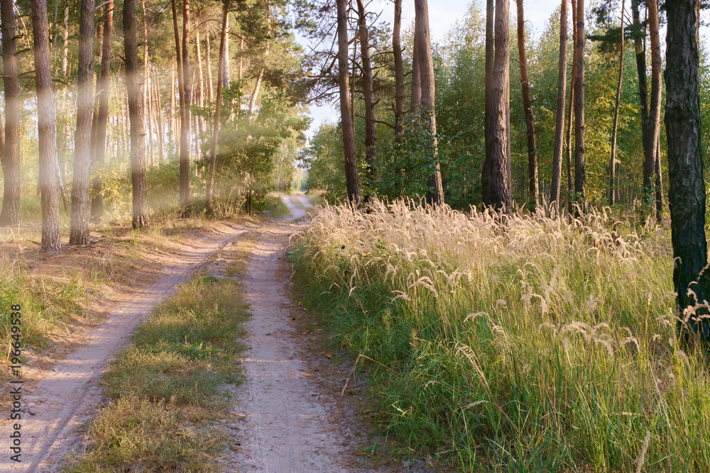 Fototapeta premium Sunset forest trees sunlight in nature summer landscape.