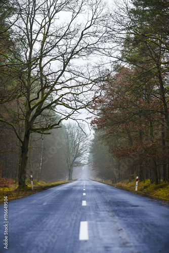 Road in the forest on a foggy day, mysterious forest.