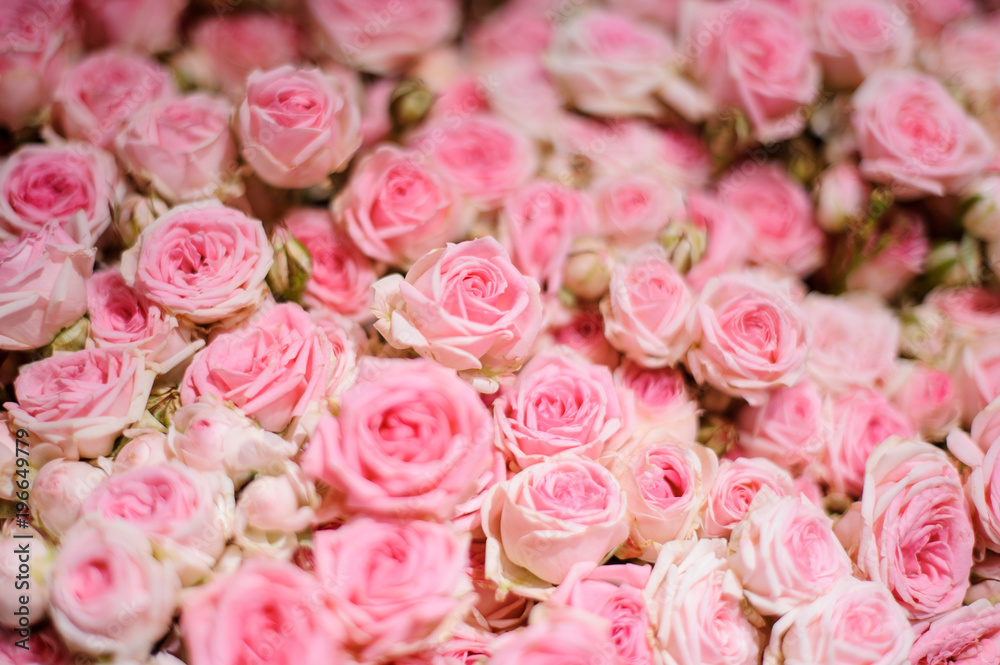 Top view of extremely tender pink roses Top view of extremely tender pink roses