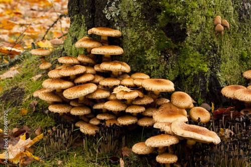 Large group og mushrooms grows on tree butt.