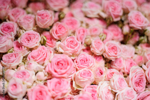 Top view of extremely tender pink roses