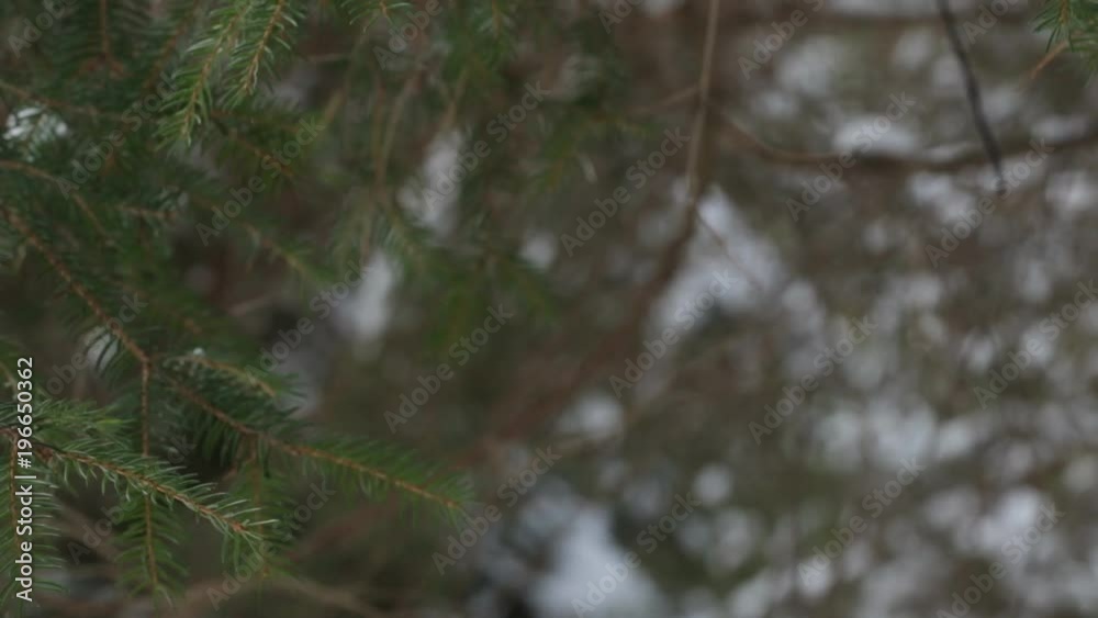 Pine branch with snow swinging from the winter wind Pine branch with snow swinging from the winter wind
