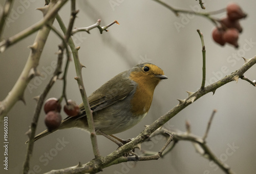 robin amongst berries in the UK