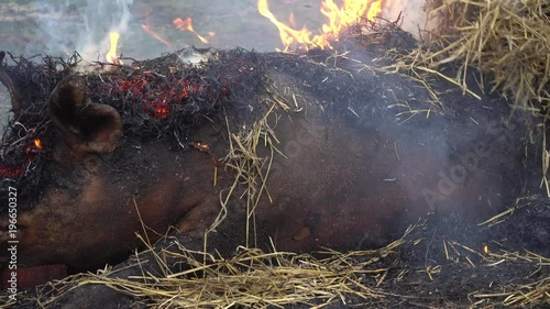 Traditional village pig slaughter in eastern European countries video 4k. 
