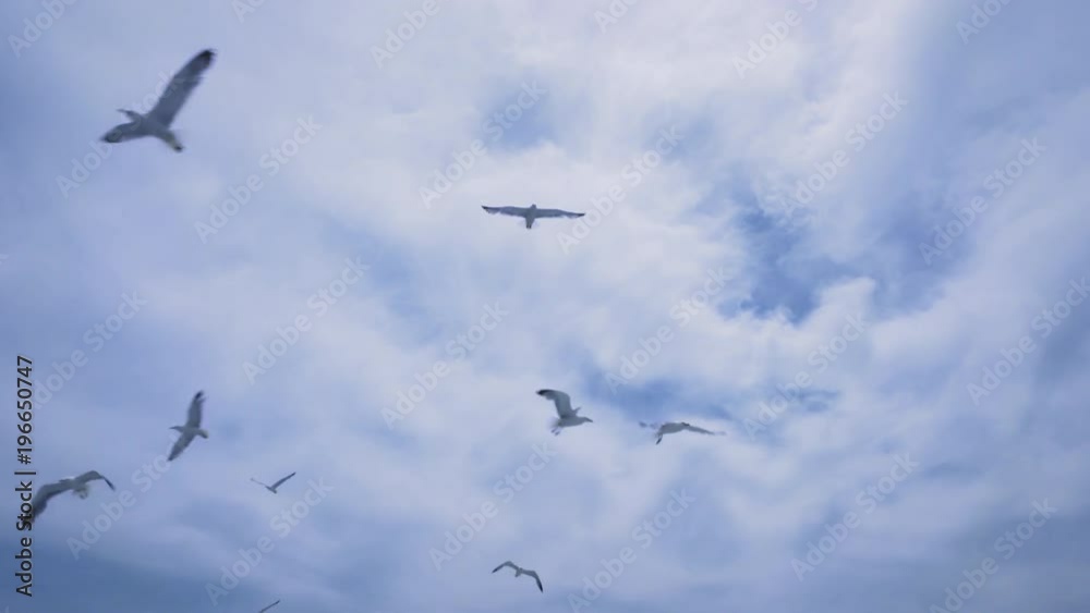 Seagulls following a boat. Birds flying together above the sea Seagulls following a boat. Birds flying together above the sea