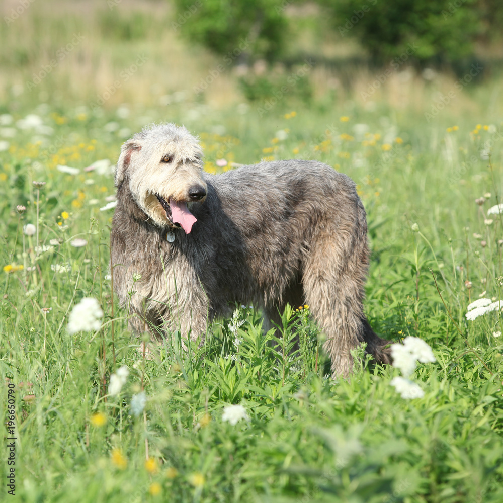 Amazing irish wolfhound on green field