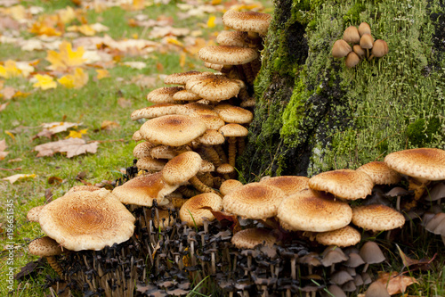 Large group og mushrooms grows on tree butt. photo