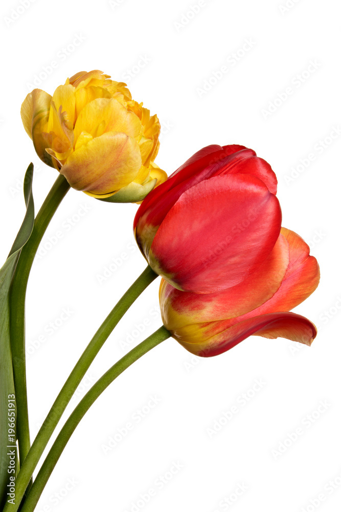 Three beautiful tulip flowers isolated on a white background Three beautiful tulip flowers isolated on a white background