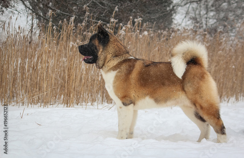 American akita 8 months old male posing in the snow. photo