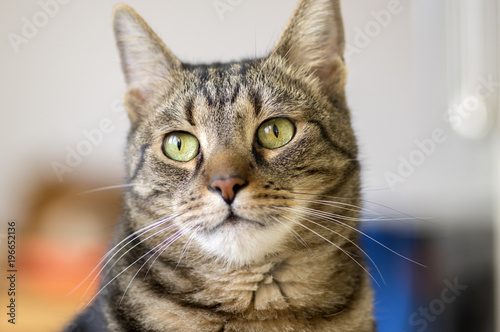 Fototapeta Naklejka Na Ścianę i Meble -  Domestic marble cat portrait, eye contact, cute kitty face