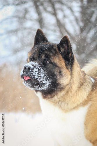 American akita 8 months old male posing in the snow. photo