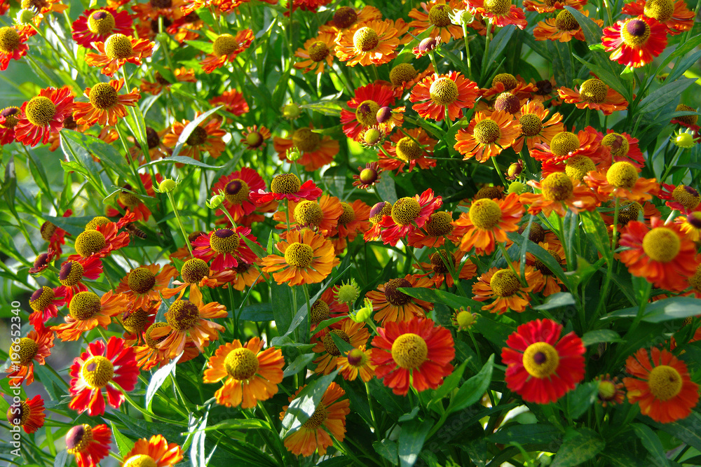 Naklejka premium Summer Helenium flowers
