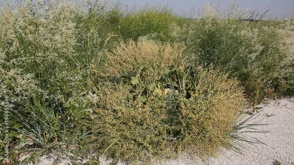 The sandy beach is overgrown with vegetation The sandy beach is overgrown with vegetation