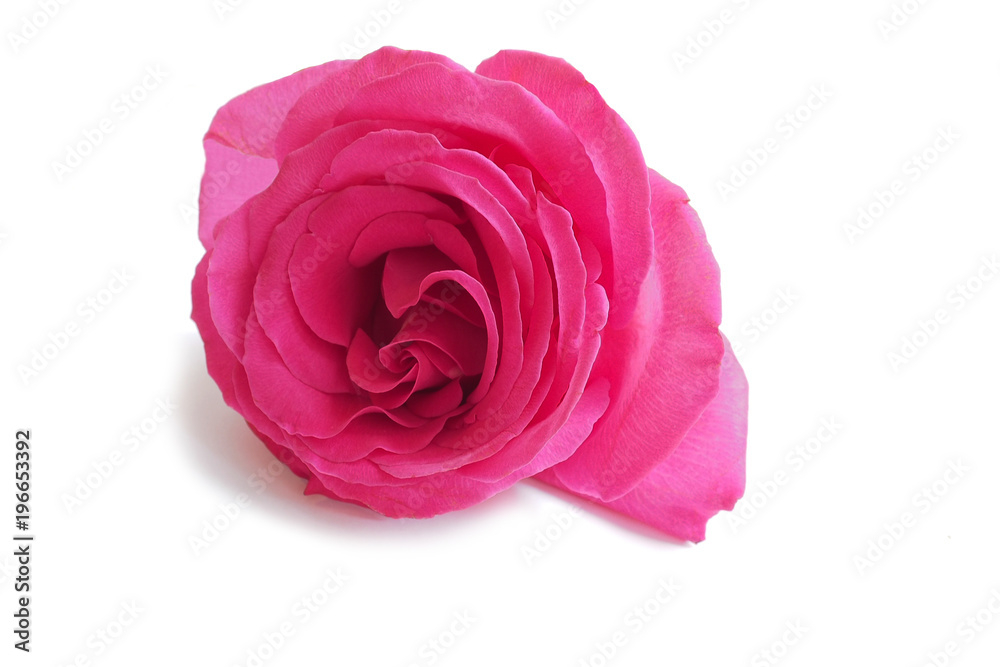 Luxury red rose isolated on a white background. Luxury fresh flower-the path to the heart. Luxury red rose isolated on a white background. Luxury fresh flower-the path to the heart.
