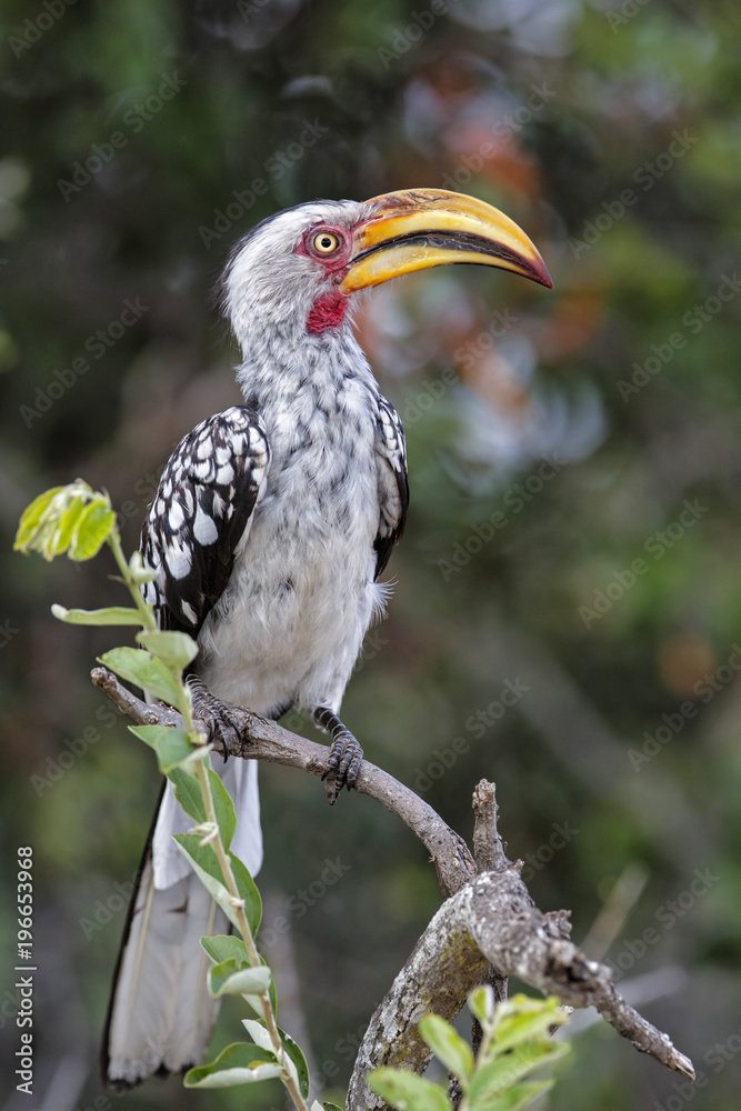 Fototapeta premium Southern yellow-billed hornbill in Sabi Sands Game Reserve, part of the Greater Kruger Region, in South Africa