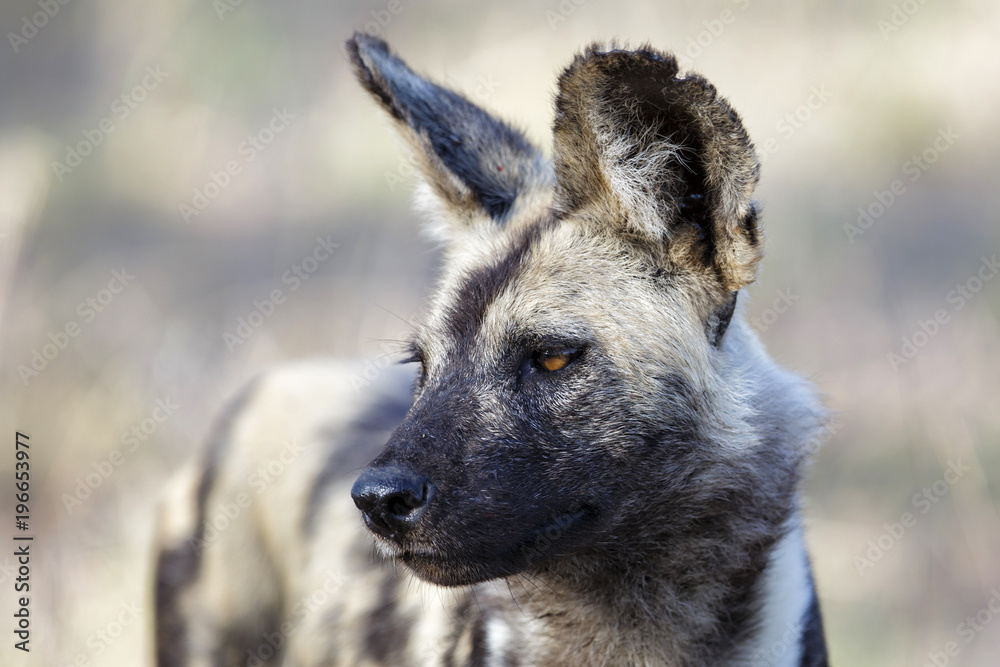 Portrait of a african wild dog hunting in Sabi Sands Game Reserve, part of the Greater Kruger Region, in South Africa Portrait of a african wild dog hunting in Sabi Sands Game Reserve, part of the Greater Kruger Region, in South Africa