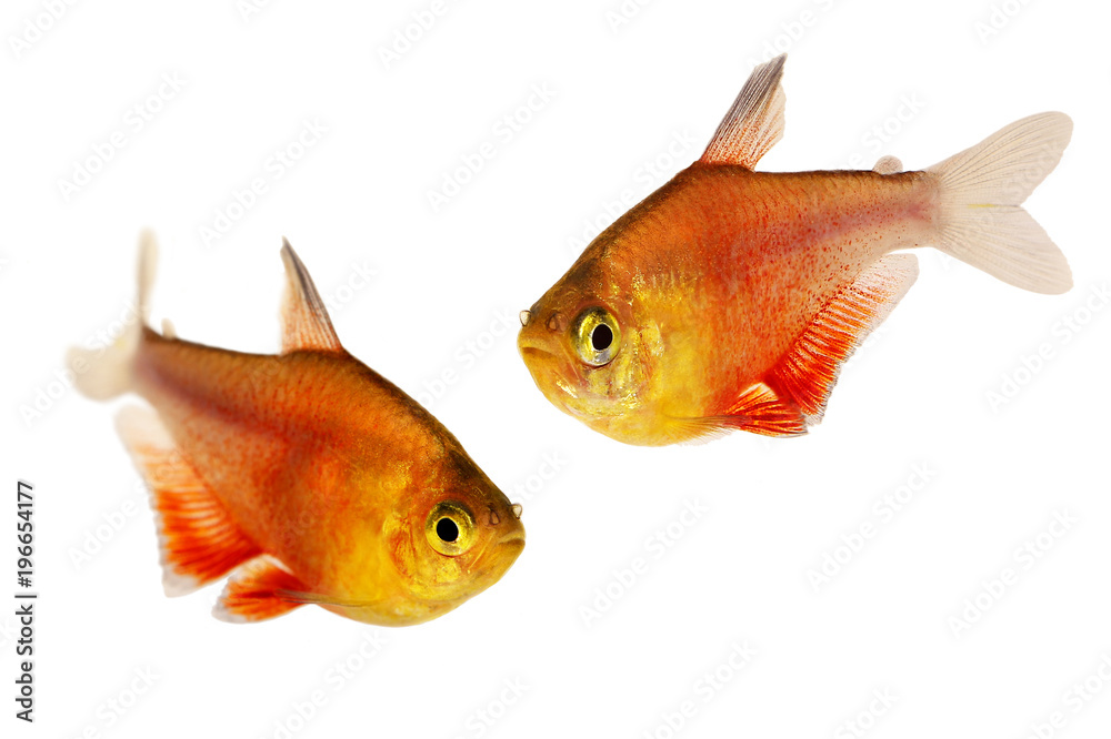 Fototapeta premium Swarm of Orange Red Flame Tetra Hyphessobrycon flammeus Rio tetra tropical aquarium fish 