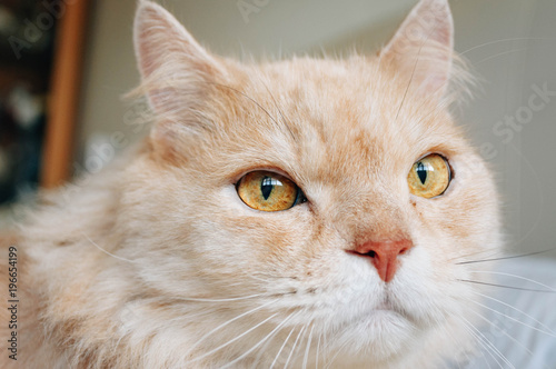 Wallpaper Mural Cat is looking something Torontodigital.ca