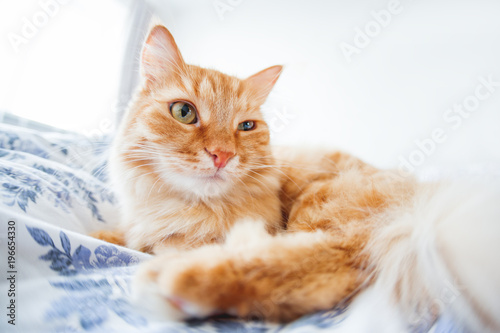 Fototapeta Naklejka Na Ścianę i Meble -  Cute ginger cat with funny expression on face lies on bed. The fluffy pet comfortably settled to sleep or to play. Cute cozy background, morning bedtime at home. Fish eye lens effect.
