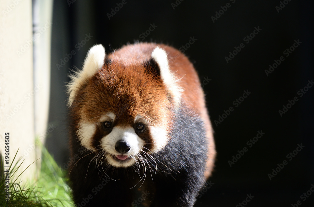 動物園のレッサーパンダ 動物園のレッサーパンダ