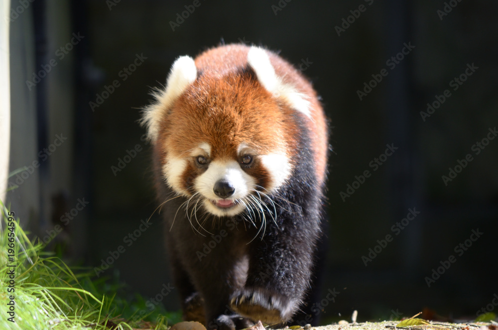 動物園のレッサーパンダ 動物園のレッサーパンダ