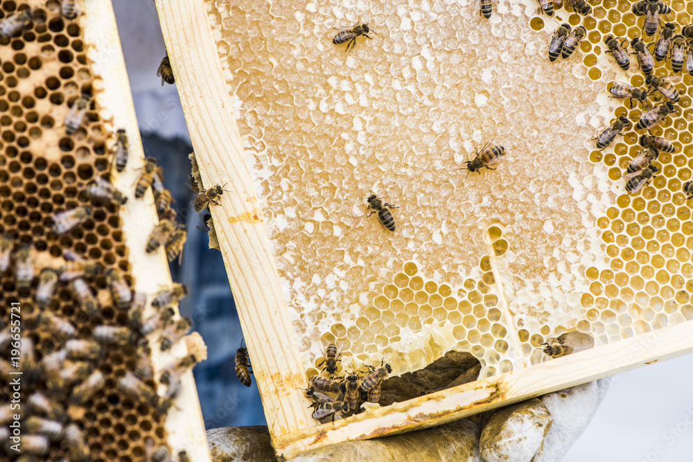 Urban Beekeeper holding a hive frame with honey and bees. Urban Beekeeper holding a hive frame with honey and bees.