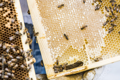 Urban Beekeeper holding a hive frame with honey and bees.