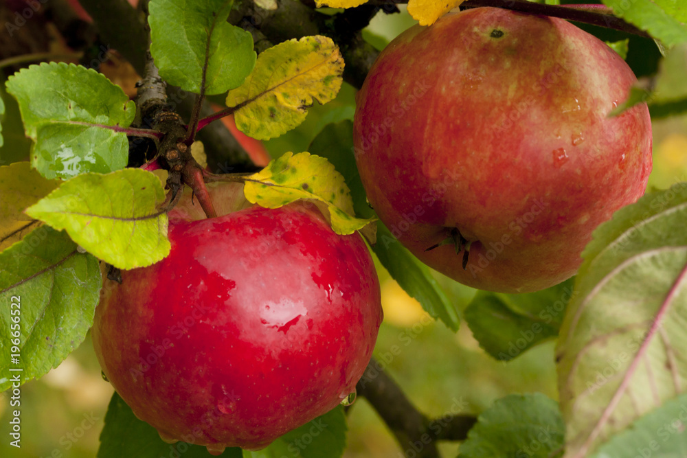 Red apples growing on tree after rain on green leaves background. Red apples growing on tree after rain on green leaves background.