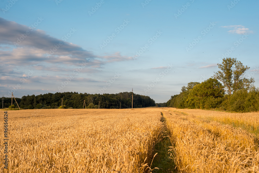 Path in a field with golden ears of wheat