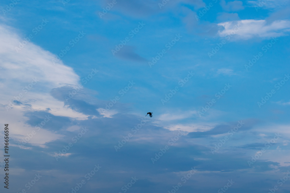 A bird in the blue summer sky