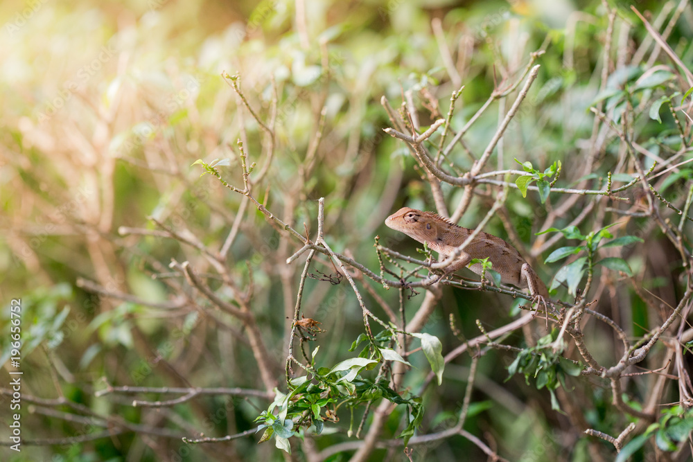closeup of chameleon lizard in nature. closeup of chameleon lizard in nature.