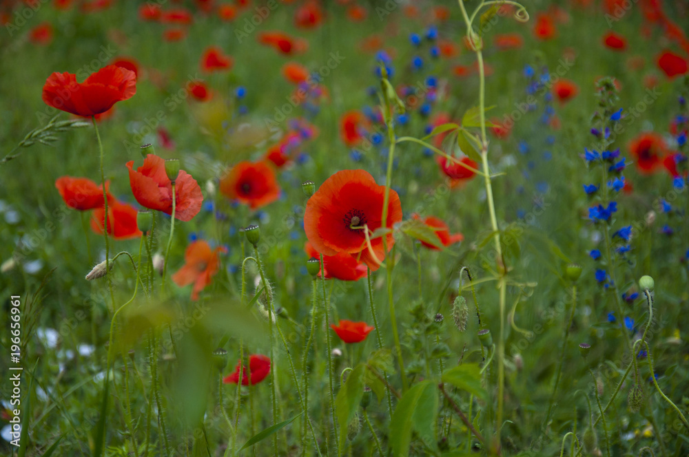 Obraz premium Maki na łące
