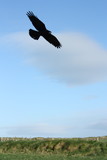 Hawk Flying in Sky
