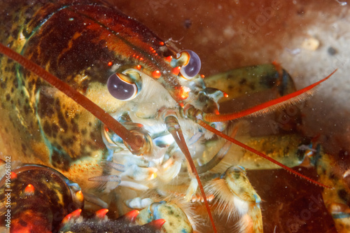 Lobster Eyes Left