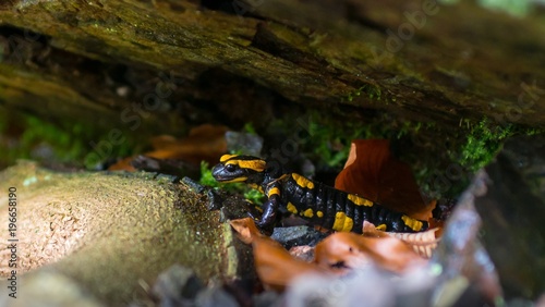 Feuersalamander (Salamandra salamandra terrestris) schaut aus einer Höhle zwischen Steinen, Totholz und Moos, Harz, Ostharz, Sachsen-Anhalt, Deutschland 