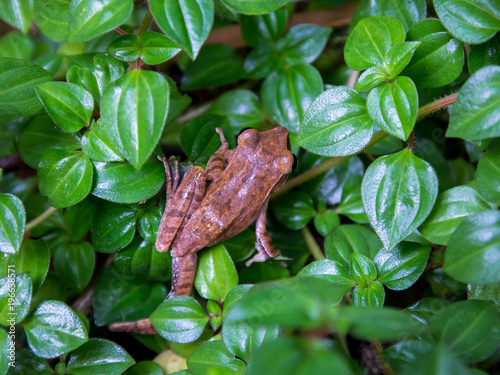 Frog, Common Bush Frog, Rhocoprus Leucomystax on green leaf. photo