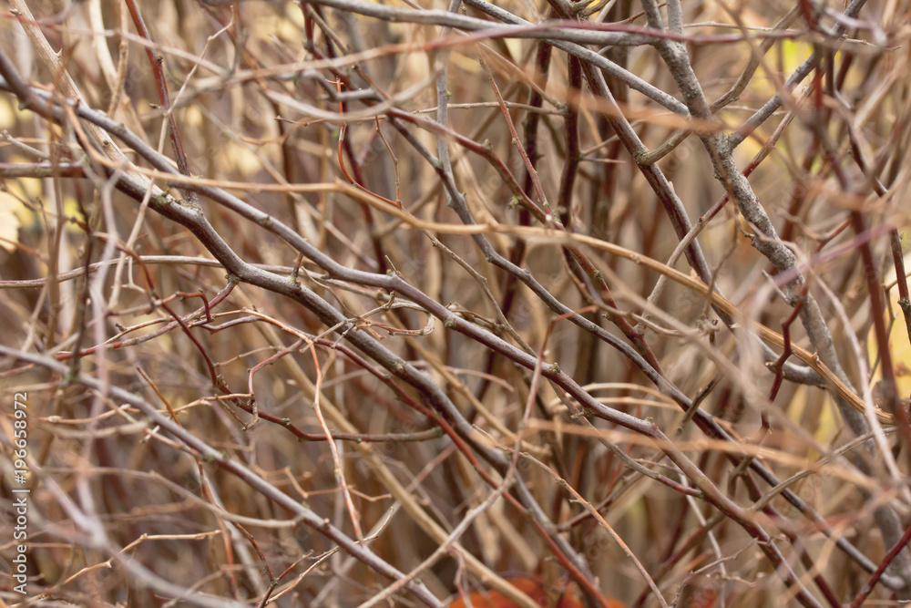 Brown bush branches without leaves in autumn close-up. Brown bush branches without leaves in autumn close-up.