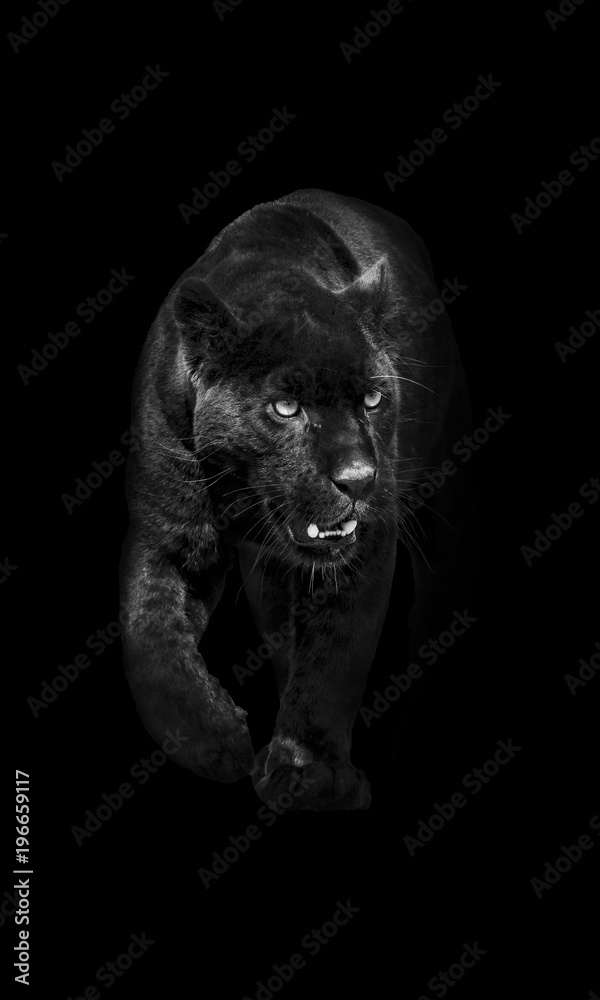 Fotografiet, Poster black panther walking out of the dark into the light på  Europosters.se