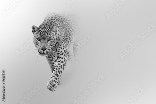 Obraz na płótnie leopard walking out of the shadow into the light digital wildlife art white edit