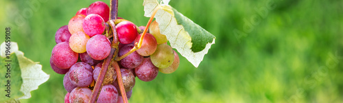 Tableau sur toile Cacho de uvas vermelhas.