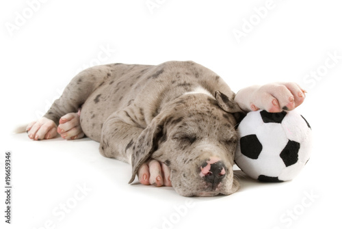 Schlafender Welpe mit Fußball isoliert auf weißem Grund