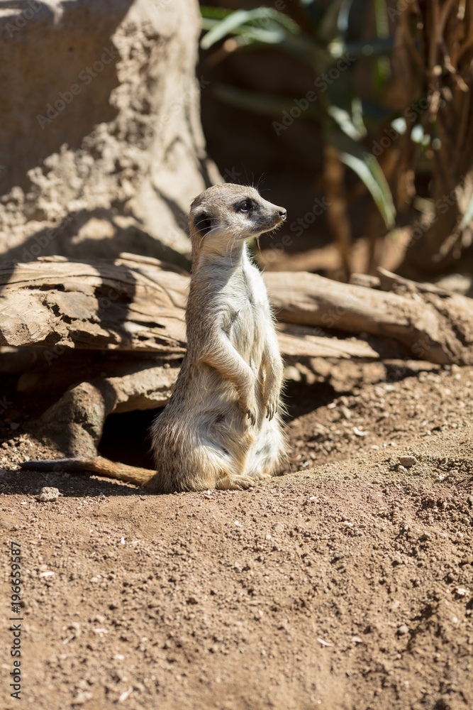 Fototapeta premium Meerkat looking off into distance