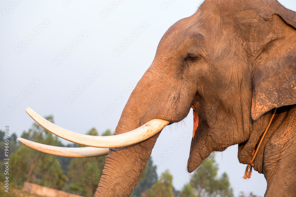 Obraz premium Thai elephant