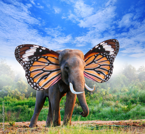 Obraz na plátne portrait of elephant with butterfly wings in forest