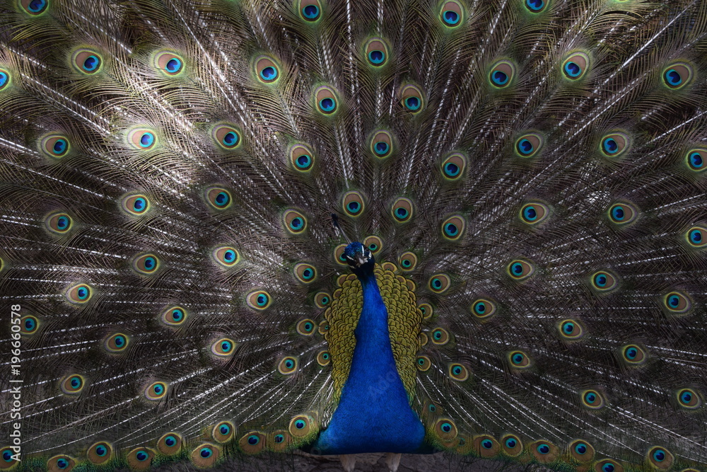 Obraz premium pavão_Asas