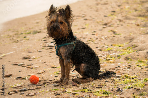 dog with a ball