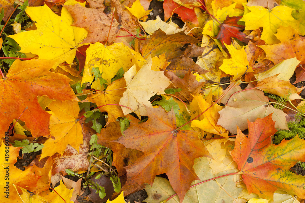 Beautiful autumn park with yellow maple leaves.