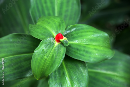 rote Blüte des Ingwergewächs Costus woodsonii photo