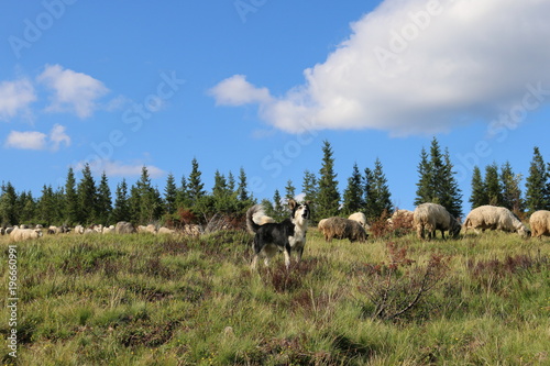 the dog sheeps sheep