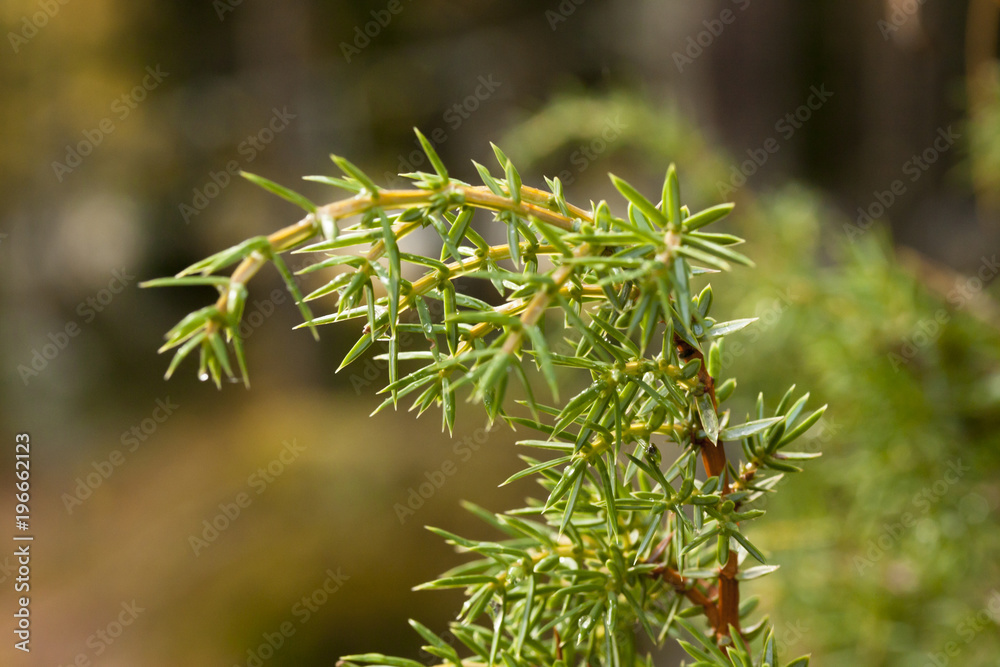 Green coniferous branch with drops of water close-up. Green coniferous branch with drops of water close-up.